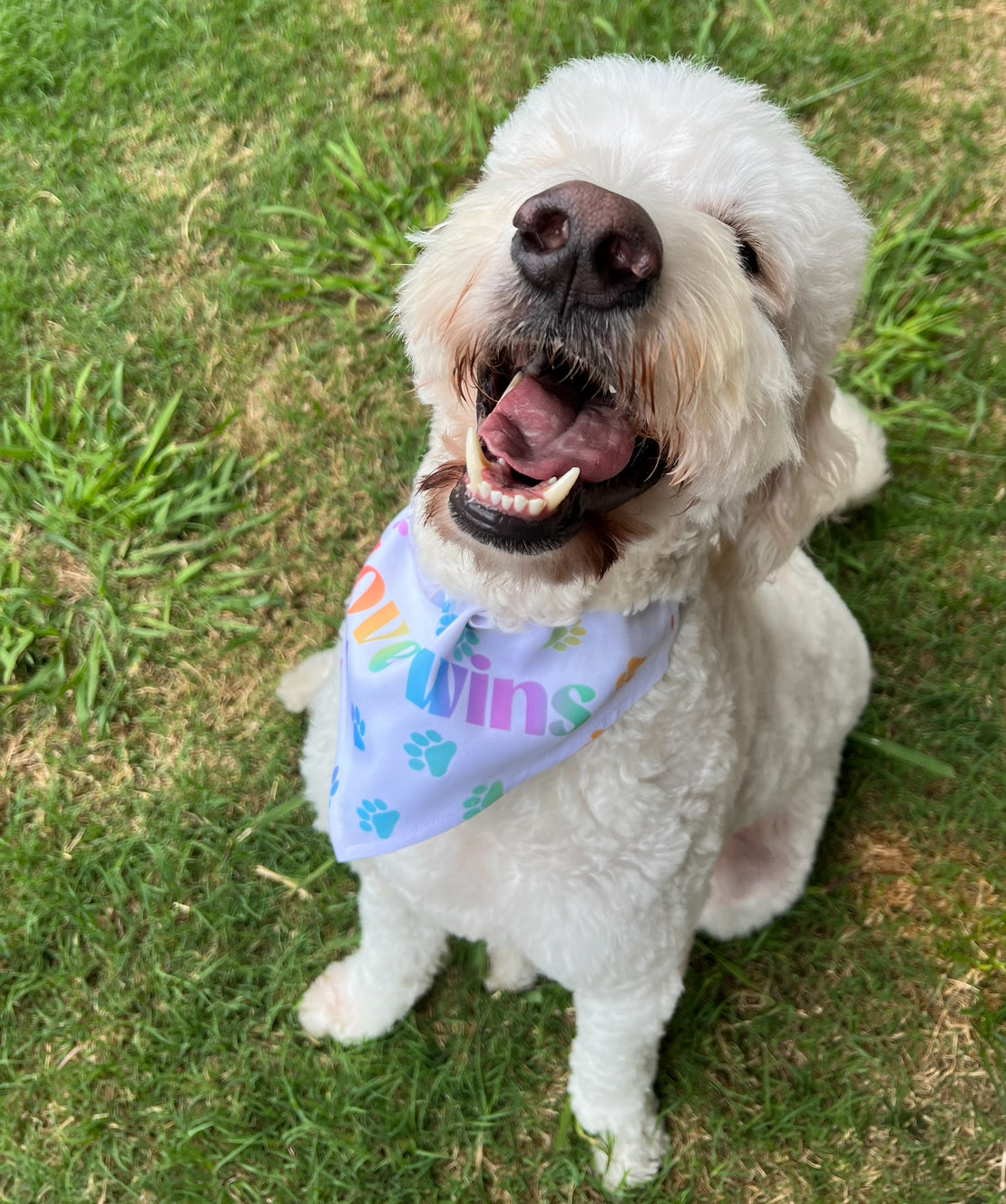 Love Wins Pet Bandana