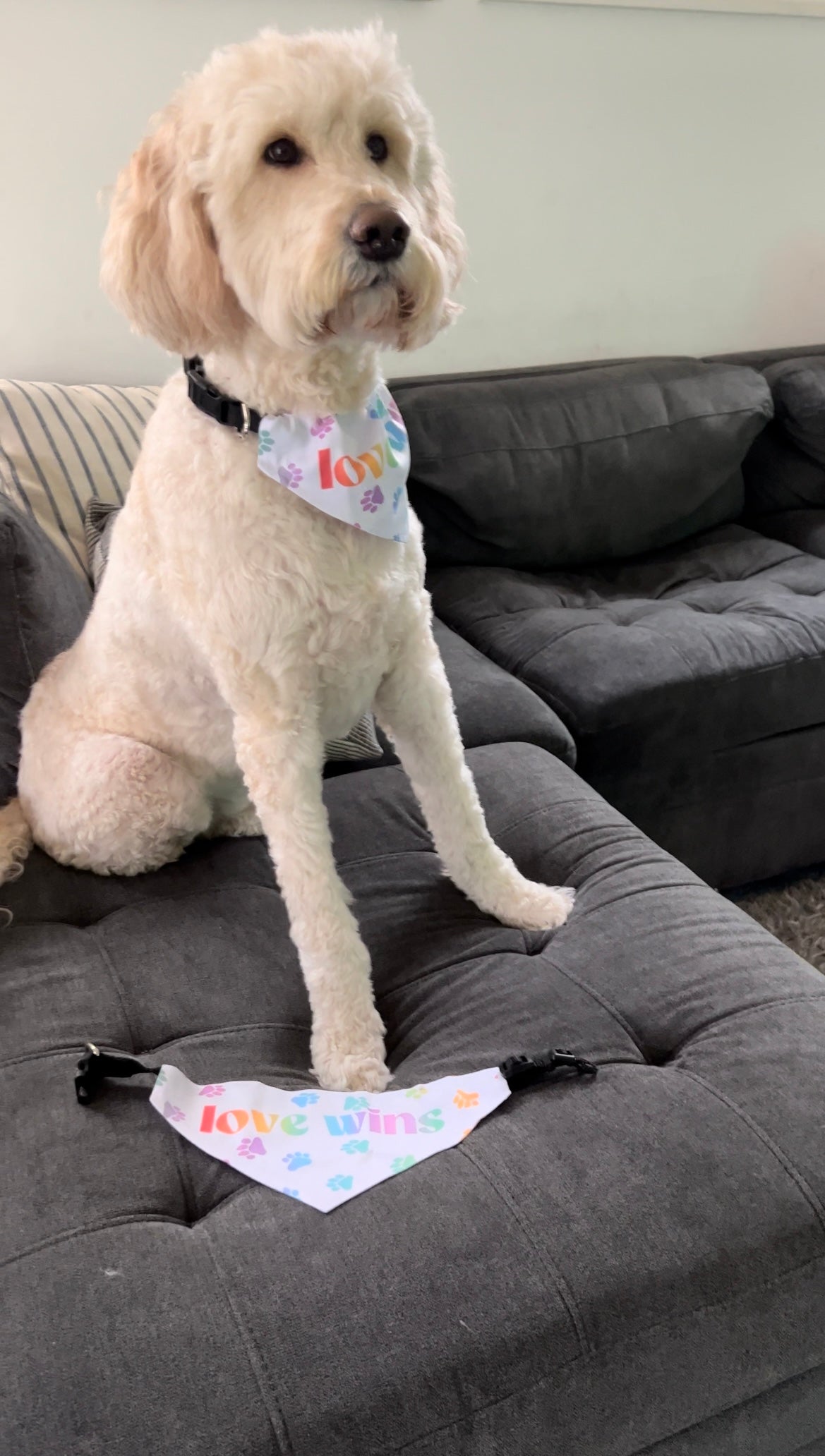 Love Wins Pet Bandana
