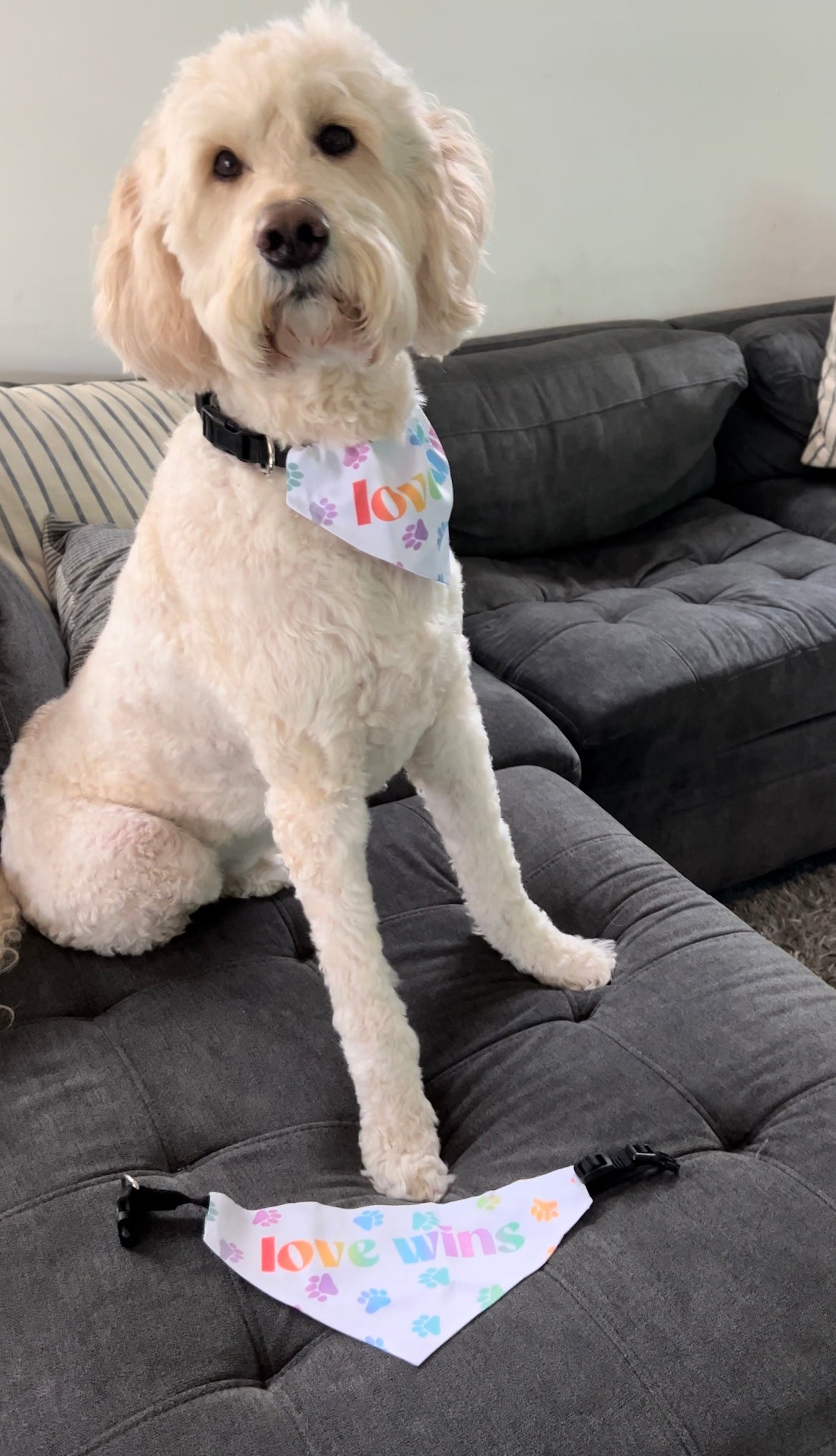 Love Wins Pet Bandana